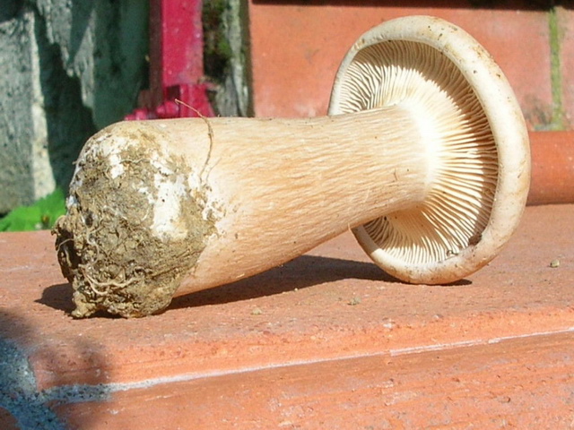 buoni soggetti da definire...